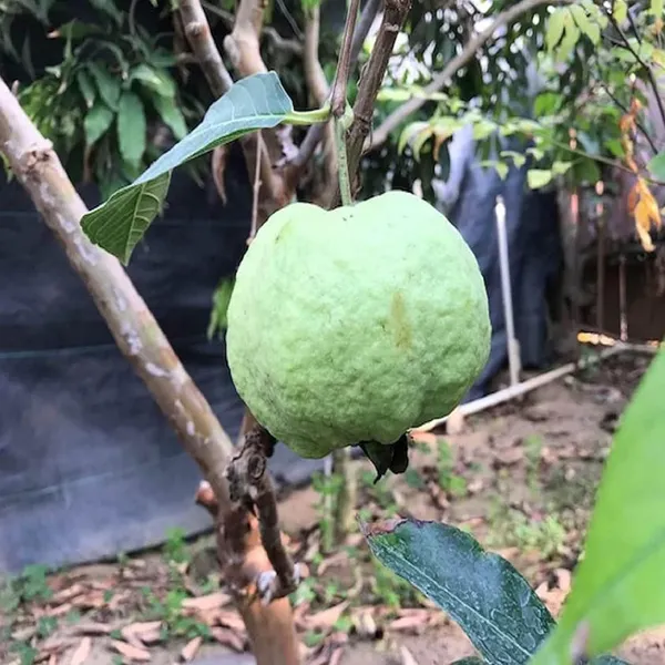 Seedless_White_Diamond_Guava_Amrood_Layering_Grafted_Fruit_Plant