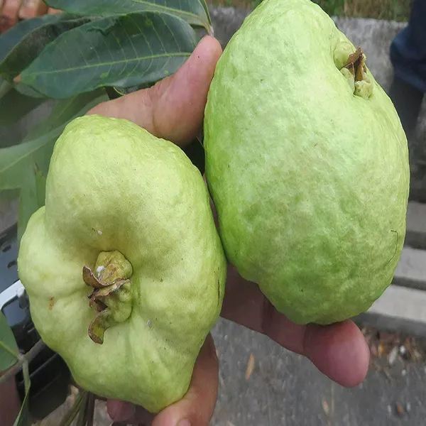 Seedless_White_Diamond_Guava_Amrood_Layering_Grafted_Fruit_Plant