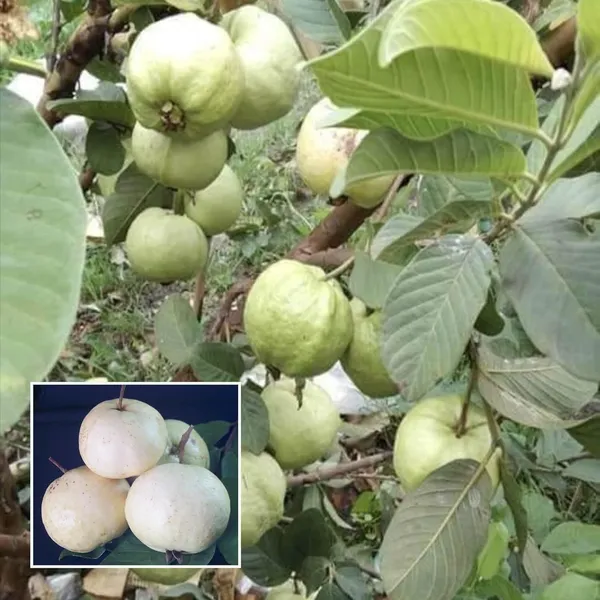 Seedless_White_Diamond_Guava_Amrood_Layering_Grafted_Fruit_Plant