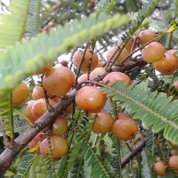 Thai_Red_Amla_Gooseberries_Amloki_Grafted_Fruit_Plant