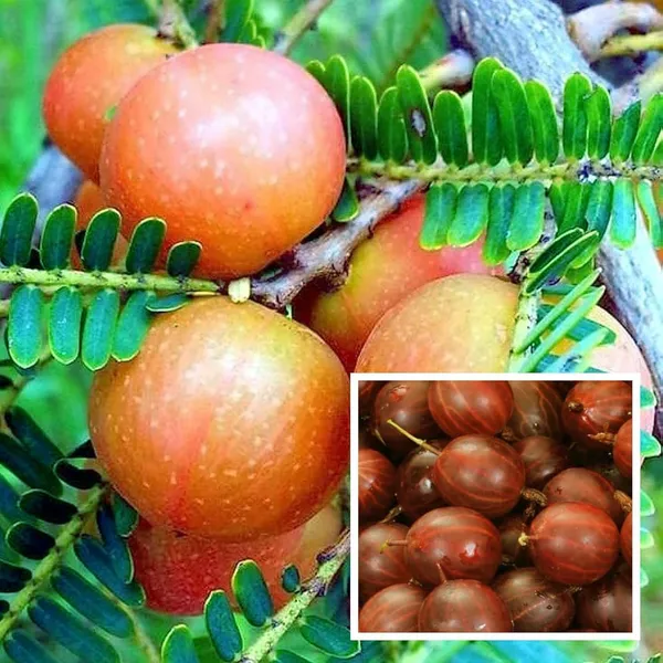 Thai_Red_Amla_Gooseberries_Amloki_Grafted_Fruit_Plant