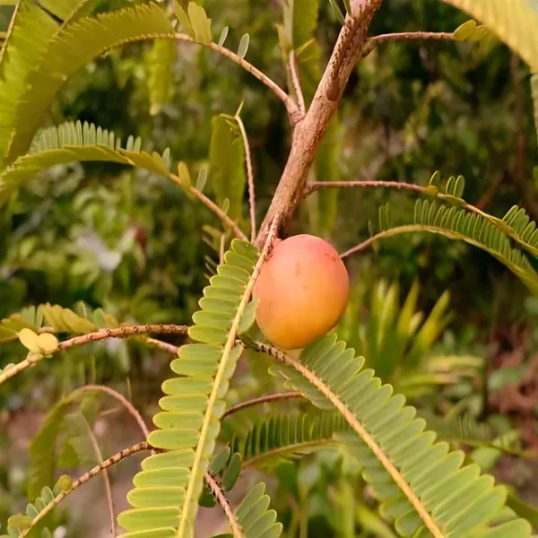 Thai_Red_Amla_Gooseberries_Amloki_Grafted_Fruit_Plant