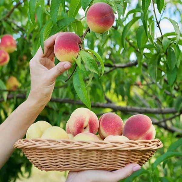 Sharbati_Peach_Grafted_Fruit_Plant