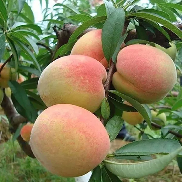 Sharbati_Peach_Grafted_Fruit_Plant