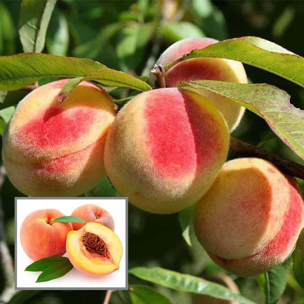 Sharbati_Peach_Grafted_Fruit_Plant