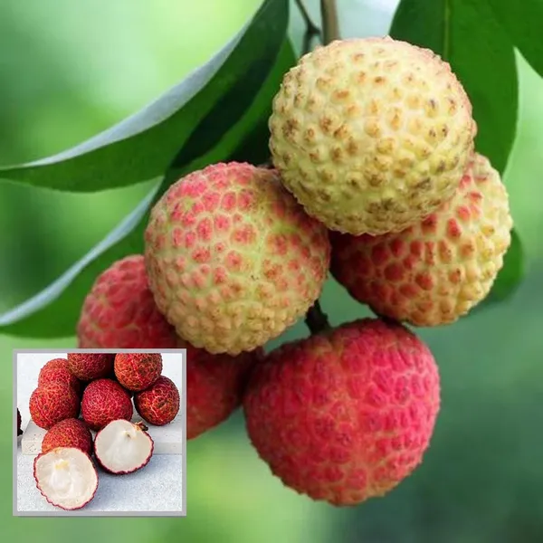 Early_Seedless_Litchi_Lychee_Layering_Grafted_Fruit_Plant