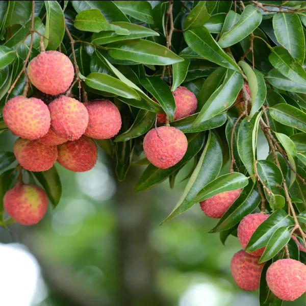 Early_Seedless_Litchi_Lychee_Layering_Grafted_Fruit_Plant