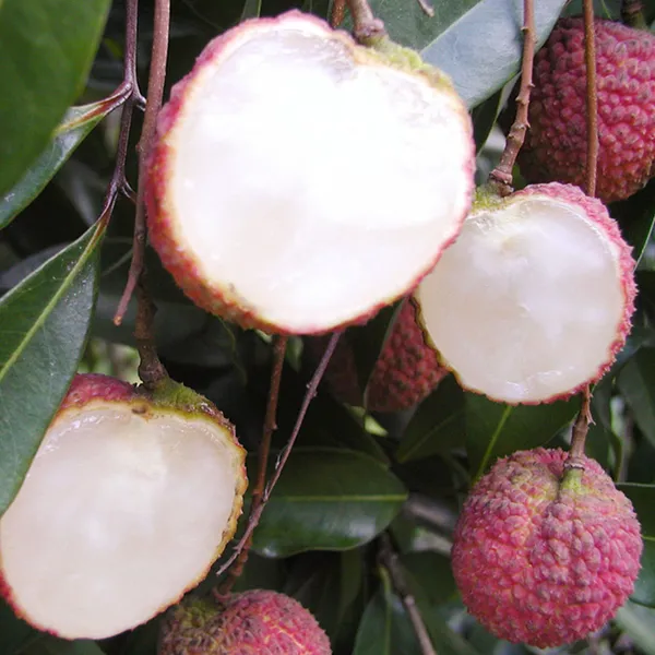 Early_Seedless_Litchi_Lychee_Layering_Grafted_Fruit_Plant