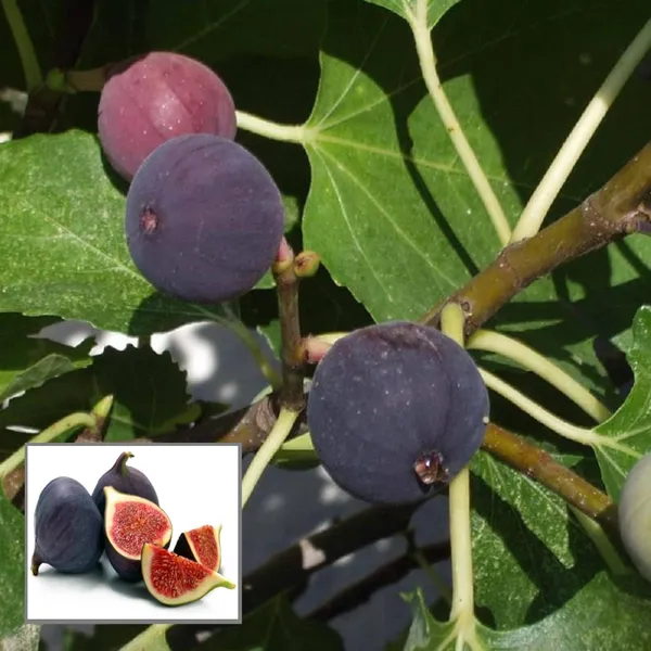 Black_Mission_Fig_Anjeer_Layering_Grafted_Fruit_Plant