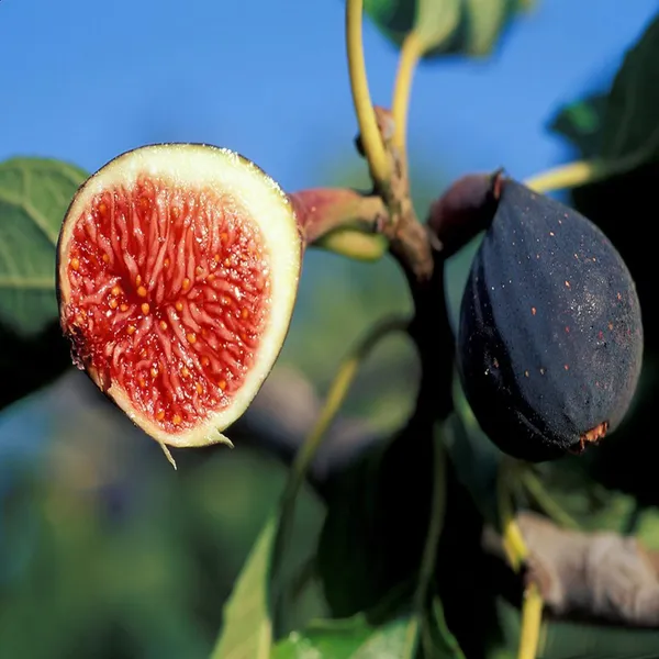 Black_Mission_Fig_Anjeer_Layering_Grafted_Fruit_Plant