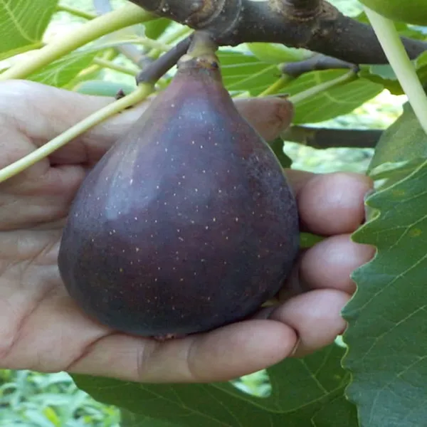 Black_Mission_Fig_Anjeer_Layering_Grafted_Fruit_Plant