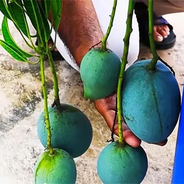 Kalapadi_Mango_Aam_Grafted_Fruit_Plant