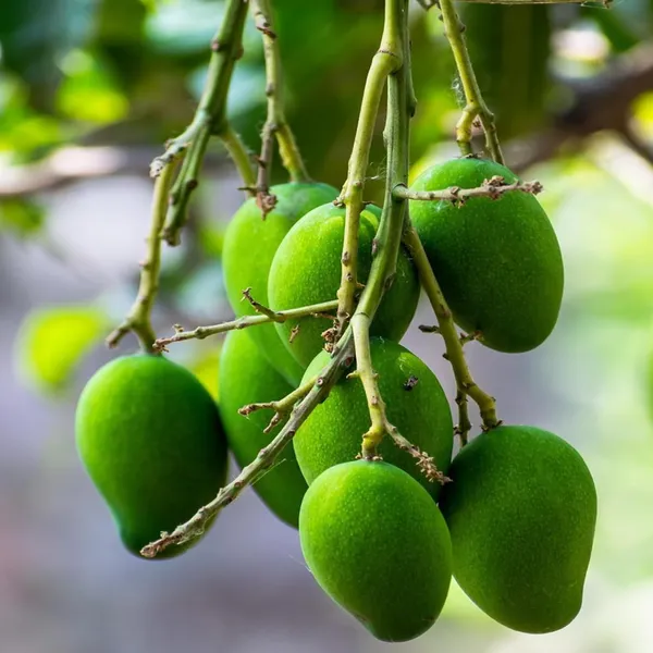 Kalapadi_Mango_Aam_Grafted_Fruit_Plant