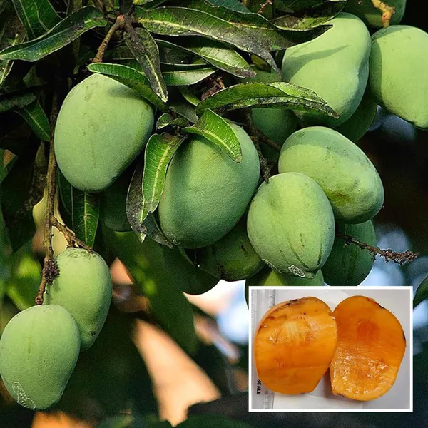Kalapadi_Mango_Aam_Grafted_Fruit_Plant