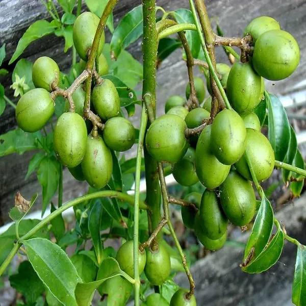 Hog_Plum_Bilati_Amra_Spondias_Mombin_All_Time_Grafted_Fruit_Plant