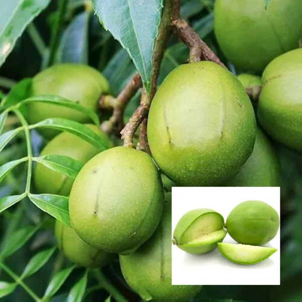 Hog_Plum_Bilati_Amra_Spondias_Mombin_All_Time_Grafted_Fruit_Plant