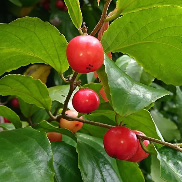 Lovi_Lovi_Fruit_Plant