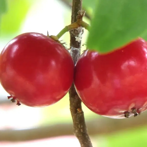 Lovi_Lovi_Fruit_Plant