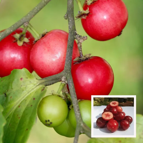 Lovi_Lovi_Fruit_Plant