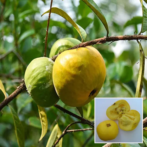 Araza_Boi_Fruit_Plant