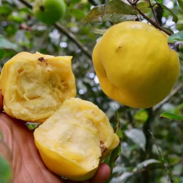 Araza_Boi_Fruit_Plant