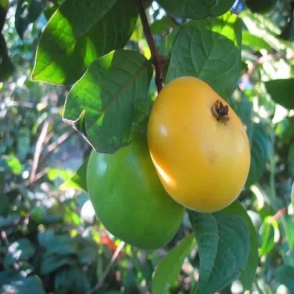 Araza_Boi_Fruit_Plant