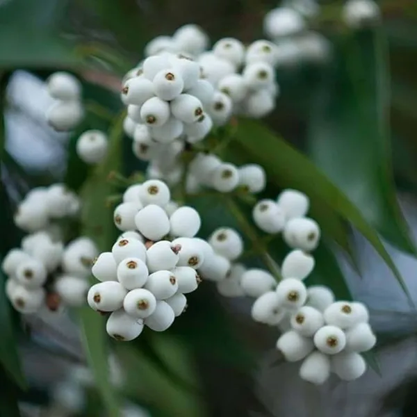 Cat_Eye_Fruit_Plant