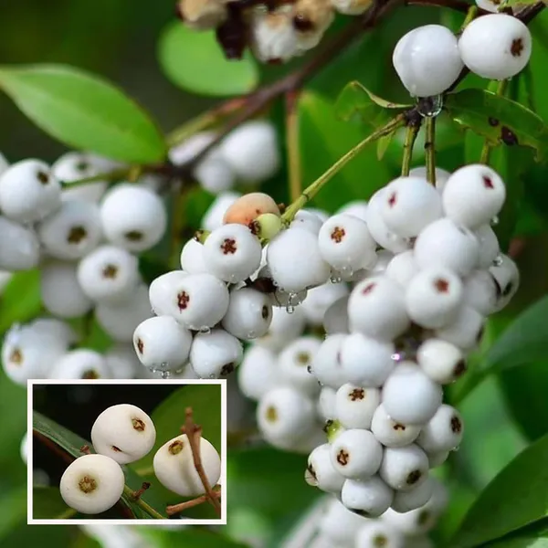 Cat_Eye_Fruit_Plant