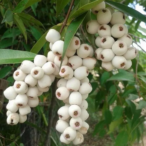 Cat_Eye_Fruit_Plant
