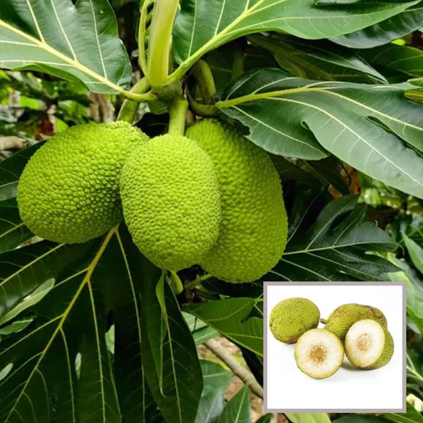 Bread_Fruit_Plant