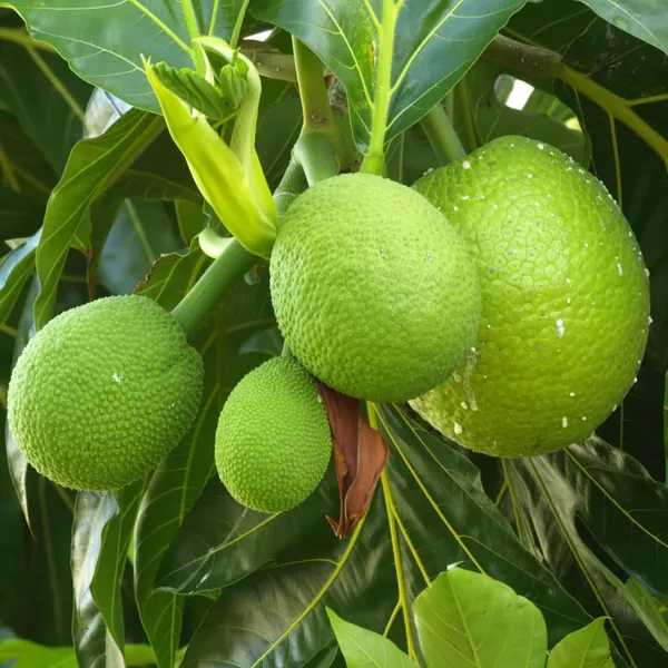 Bread_Fruit_Plant