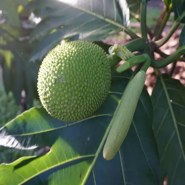 Bread_Fruit_Plant