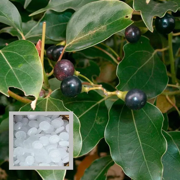 Kapoor_Cinnamomum_Camphora_Kapur_Plant