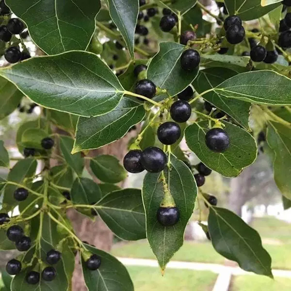 Kapoor_Cinnamomum_Camphora_Kapur_Plant