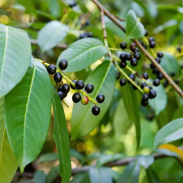 Kapoor_Cinnamomum_Camphora_Kapur_Plant
