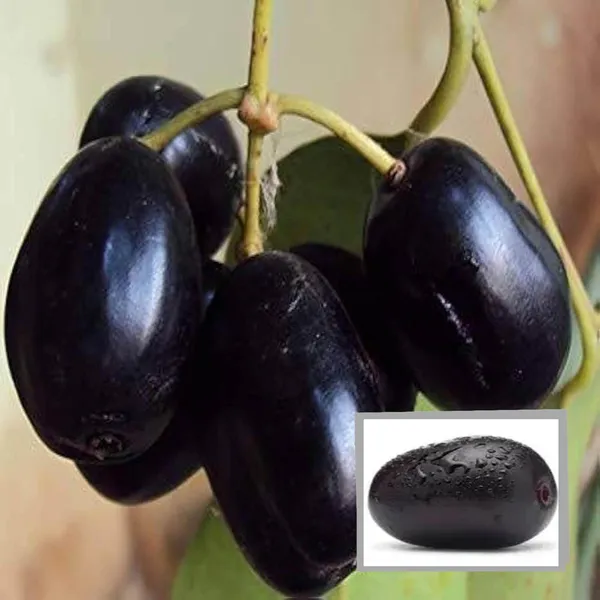 Thai_Kg_10_Black_Jamun_Jambolan_Jam_Grafted_Fruit_Plant