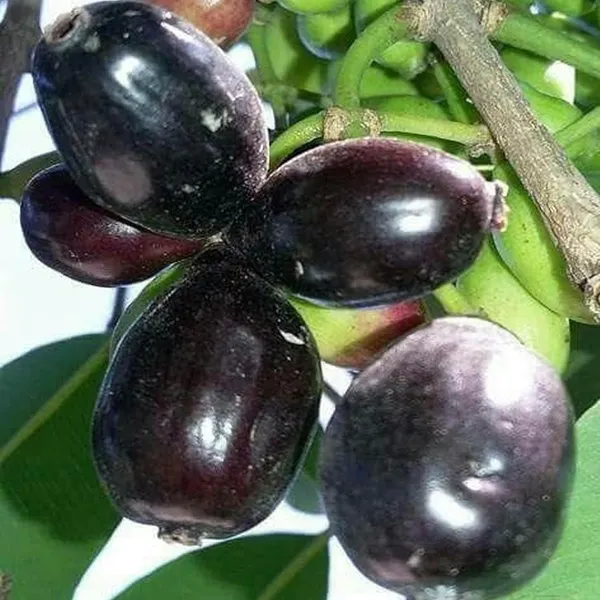 Thai_Kg_10_Black_Jamun_Jambolan_Jam_Grafted_Fruit_Plant