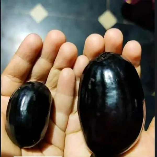 Thai_Kg_10_Black_Jamun_Jambolan_Jam_Grafted_Fruit_Plant