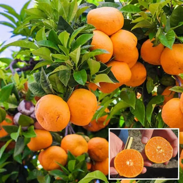 Honey_Murcott_Orange_Santra_Grafted_Fruit_Plant