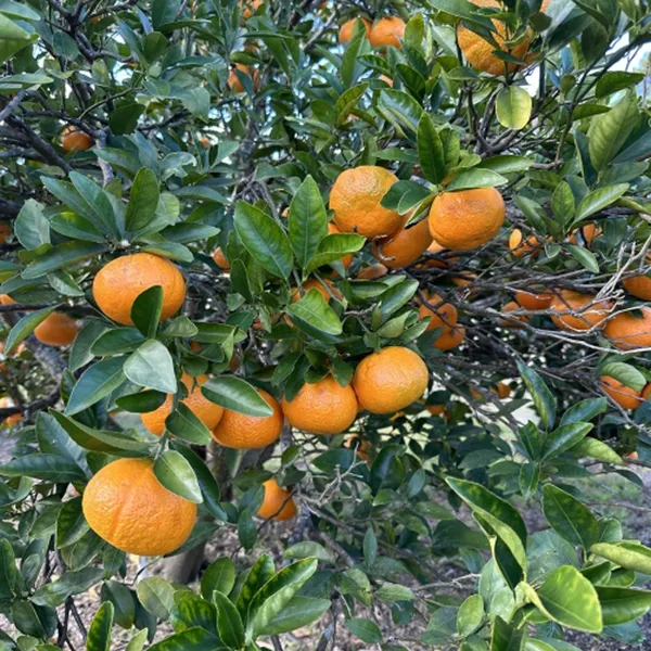 Honey_Murcott_Orange_Santra_Grafted_Fruit_Plant