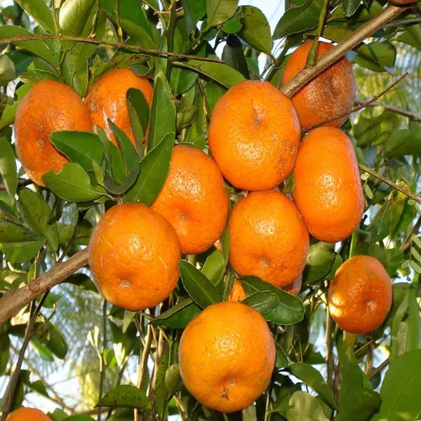Honey_Murcott_Orange_Santra_Grafted_Fruit_Plant