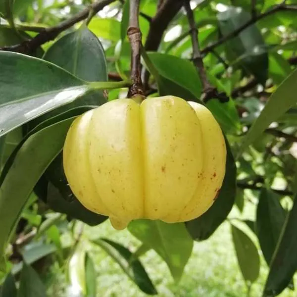 Malabar_Tamarind_Kudampuli_Garcinia_Cambogia_Grafted_Fruit_Plant