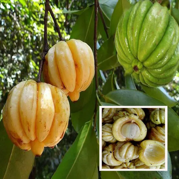 Malabar_Tamarind_Kudampuli_Garcinia_Cambogia_Grafted_Fruit_Plant