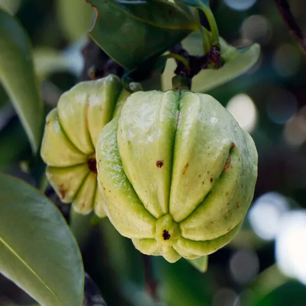 Malabar_Tamarind_Kudampuli_Garcinia_Cambogia_Grafted_Fruit_Plant
