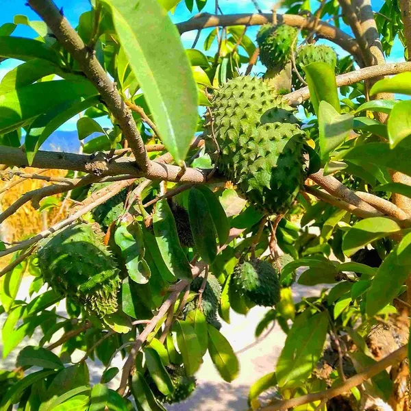 Corossol_Sour_Soup_Lakshman_Phal_Fruit_Plant