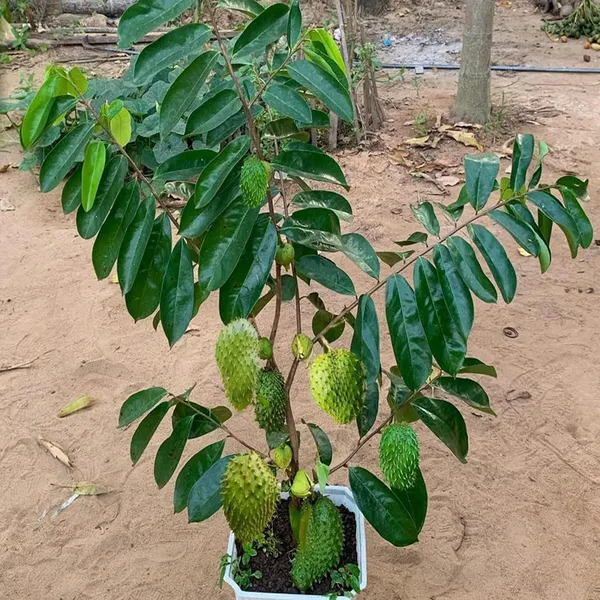 Corossol_Sour_Soup_Lakshman_Phal_Fruit_Plant