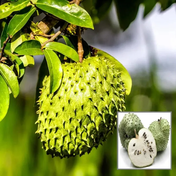 Corossol_Sour_Soup_Lakshman_Phal_Fruit_Plant