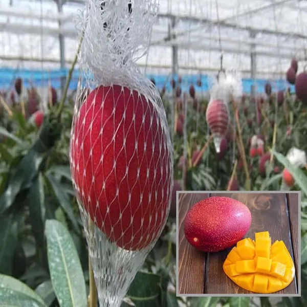 Miyazaki_Egg_Of_Sun_Taiyo_No_Tamago_Mango_Aam_Grafted_Fruit_Plant