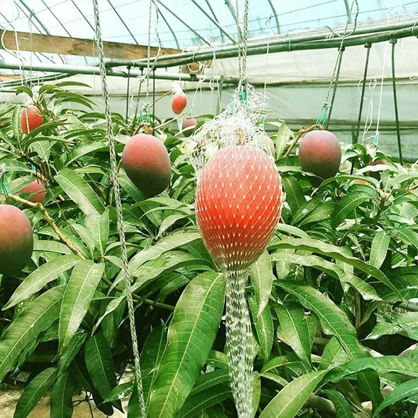 Miyazaki_Egg_Of_Sun_Taiyo_No_Tamago_Mango_Aam_Grafted_Fruit_Plant