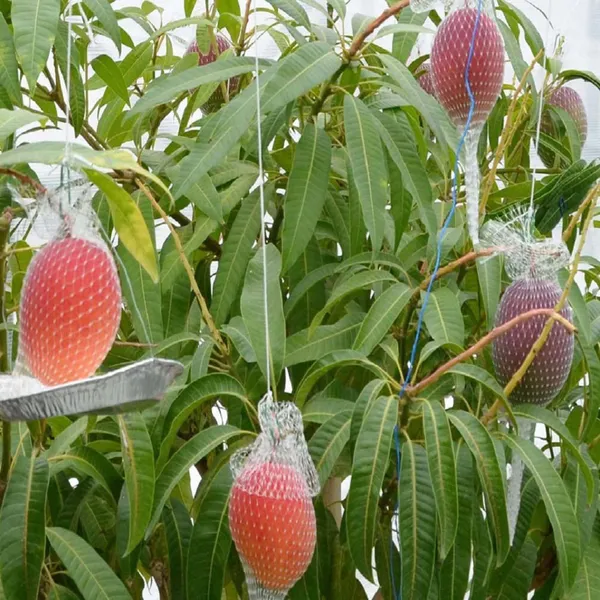 Miyazaki_Egg_Of_Sun_Taiyo_No_Tamago_Mango_Aam_Grafted_Fruit_Plant